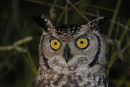 Spotted Eagle Owl Portrait