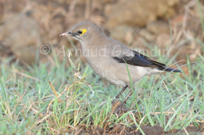 Wattled Starling