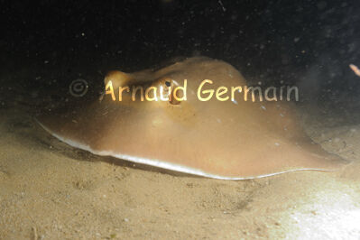 Stingray at Night