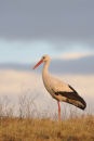White Stork at Sunset