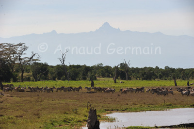 Zebras in the swamp in front of Mount Kenya