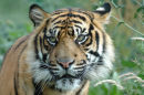 Sumatran Tiger Portrait