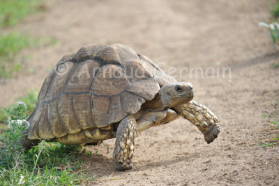 Leopard Tortoise Crossing the Road