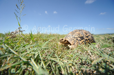 Leopard Tortoise’s View of the World.