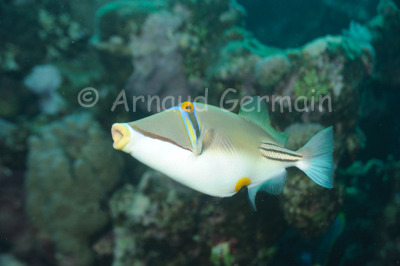 Picasso Trigger Fish