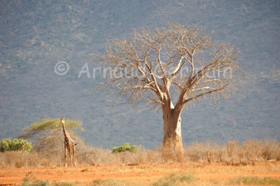 Giraffe and Baobab.