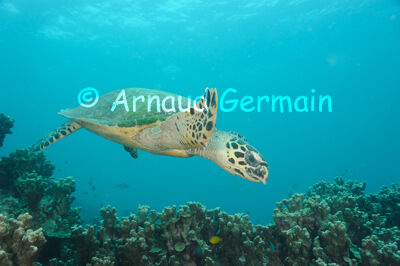 Hawksbill Turtle