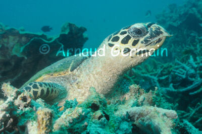 Hawksbill Turtle Portrait