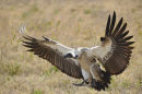 White Backed Vulture Landing