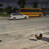 This Chicken Didn't Ask "Why?"