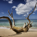 Driftwood