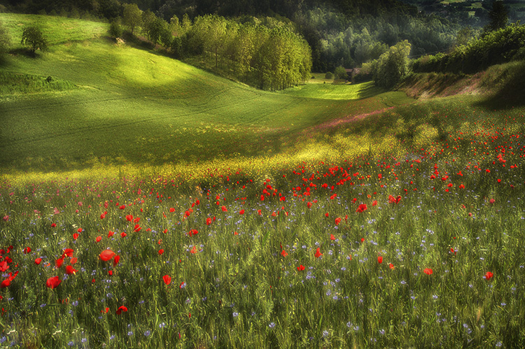 Spring Meadow