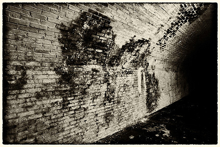 Mould on Wet Wall