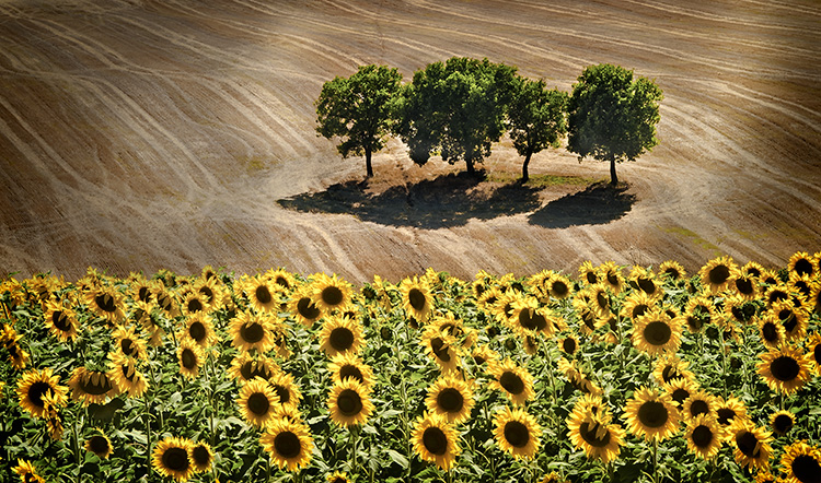 Sunflowers and Trees