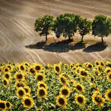 Sunflowers and Trees