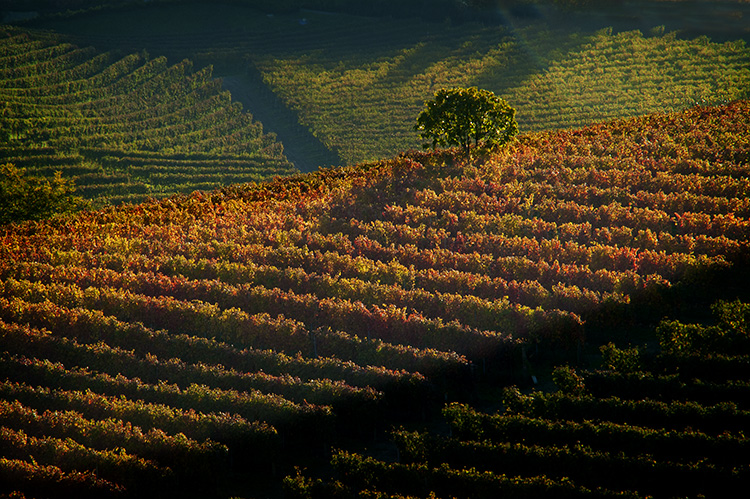 Vineyard on Slope