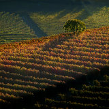Vineyard on Slope