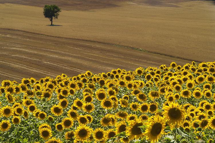 Sunflowers and Tree
