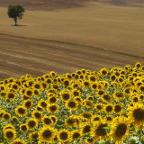 Sunflowers and Tree