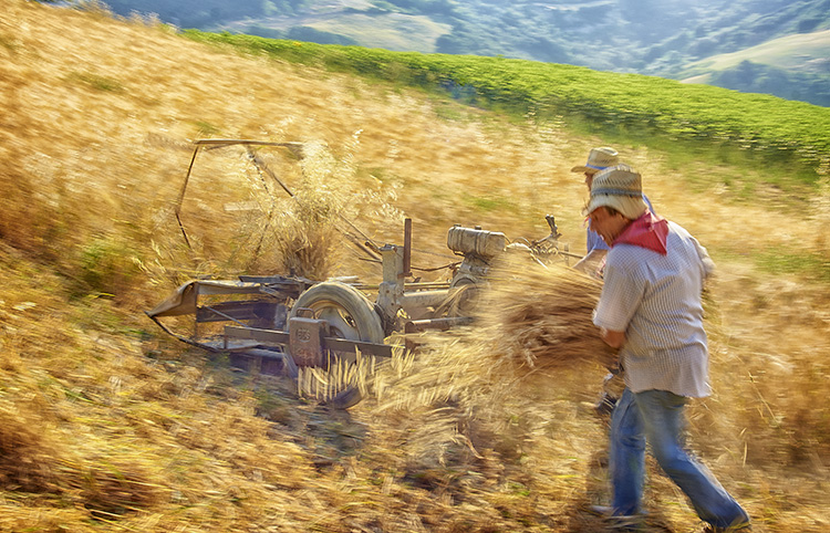 Old Fashioned Harvesting
