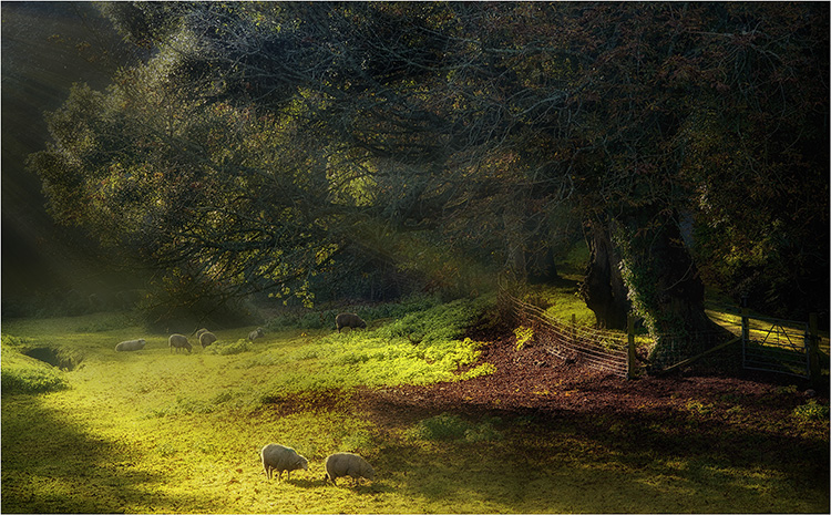 Autumn Pasture