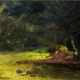 Autumn Pasture
