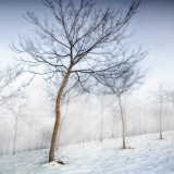 Trees in Snow
