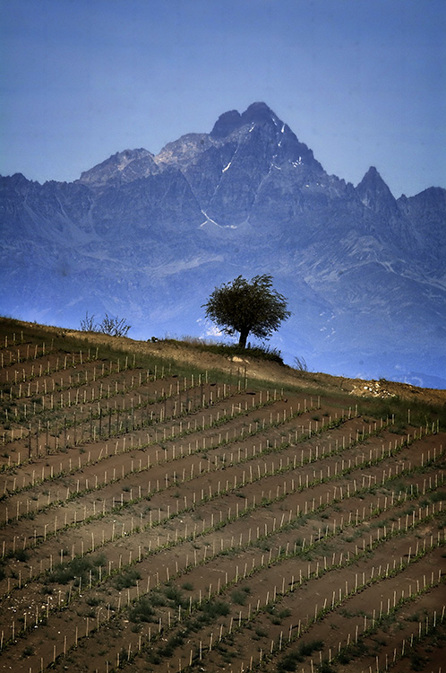 Vineyard and Mountains