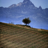Vineyard and Mountains