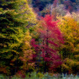 Autumn Colour