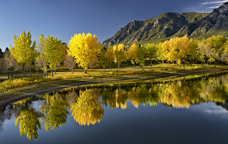 Yellow Trees