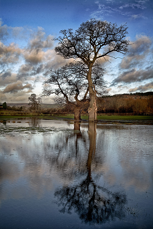 Tree in Flooded Field