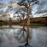 Tree in Flooded Field