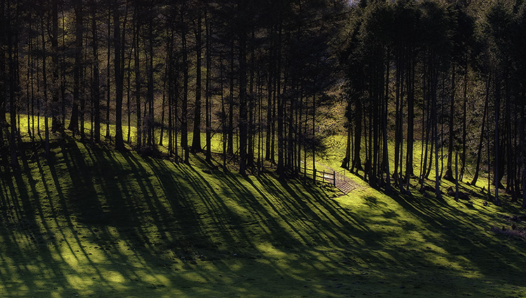 Row of Trees and Shadows