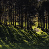Row of Trees and Shadows