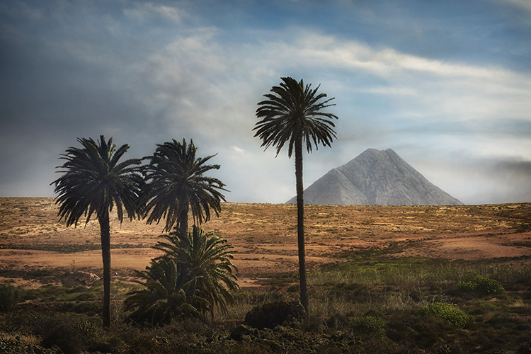 Palm Trees and Mountain