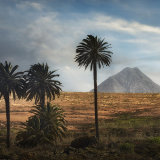 Palm Trees and Mountain