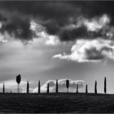 Tree Line
