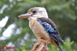 Blue Winged Kookaburra