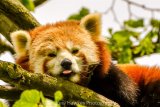 Cheeky Red Panda