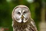 Grey Owl 1