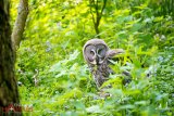 Grey Owl 3