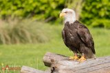 Bald Eagle 1