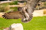 Eagle Owl 3