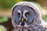 Grey Owl 4