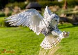 Snowy Owl 1