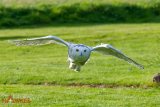 Snowy Owl 4