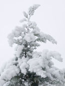 snow tree