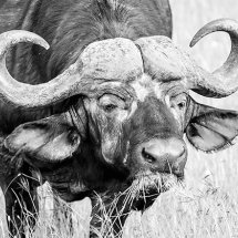 Buffalo
