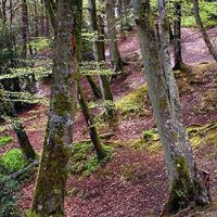 BEECH WOOD